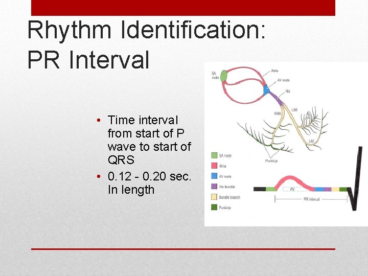 Rhythm Identification: PR Interval • Time interval from start of P wave to start