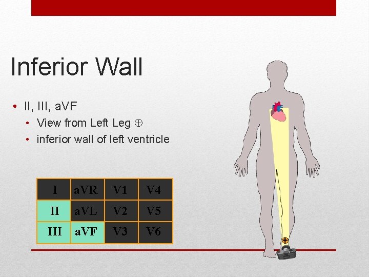 Inferior Wall • II, III, a. VF • View from Left Leg • inferior