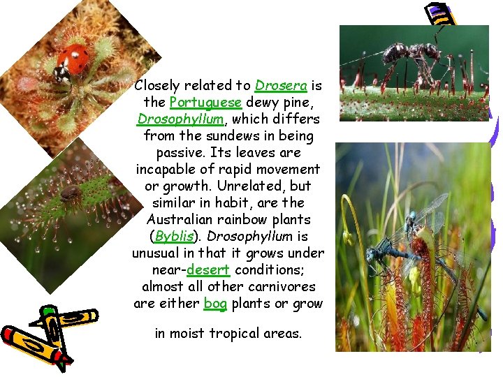 Closely related to Drosera is the Portuguese dewy pine, Drosophyllum, which differs from the