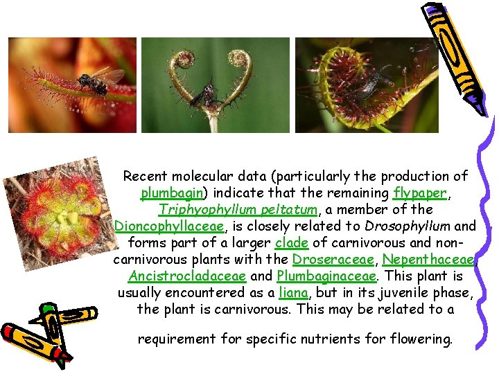 Recent molecular data (particularly the production of plumbagin) indicate that the remaining flypaper, Triphyophyllum