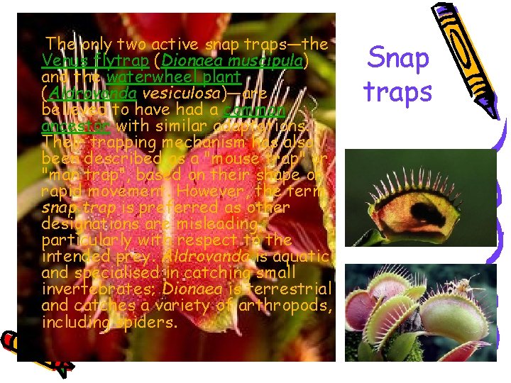 The only two active snap traps—the Venus flytrap (Dionaea muscipula) and the waterwheel plant