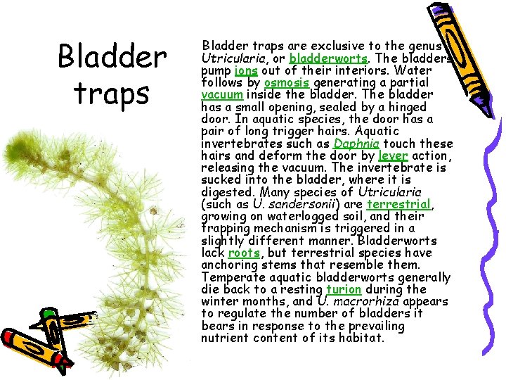 Bladder traps are exclusive to the genus Utricularia, or bladderworts. The bladders pump ions