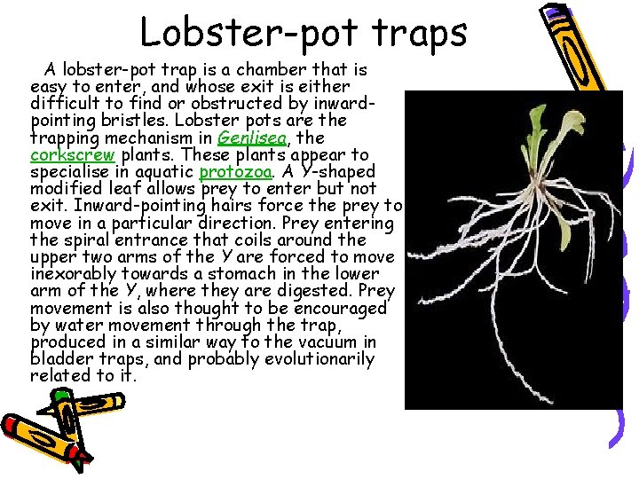 Lobster-pot traps A lobster-pot trap is a chamber that is easy to enter, and