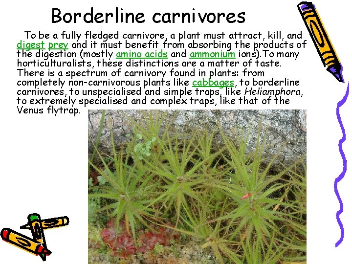 Borderline carnivores To be a fully fledged carnivore, a plant must attract, kill, and