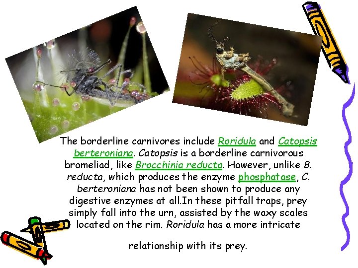 The borderline carnivores include Roridula and Catopsis berteroniana. Catopsis is a borderline carnivorous bromeliad,