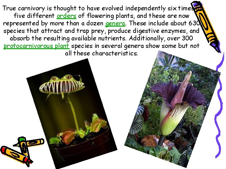 True carnivory is thought to have evolved independently six times in five different orders