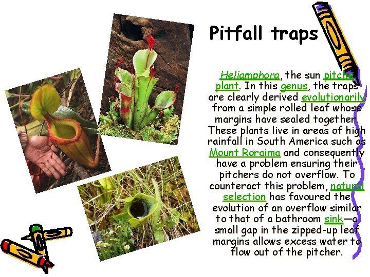 Pitfall traps Heliamphora, the sun pitche plant. In this genus, the traps are clearly