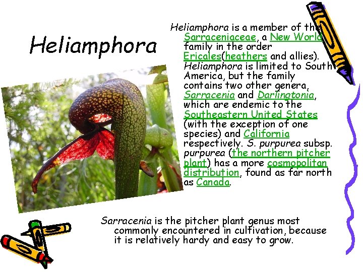 Heliamphora is a member of the Sarraceniaceae, a New World family in the order