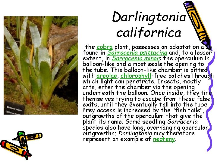 Darlingtonia californica the cobra plant, possesses an adaptation also found in Sarracenia psittacina and,