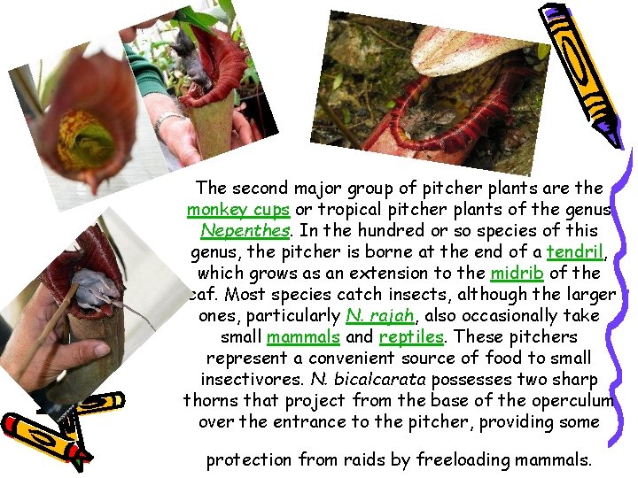 The second major group of pitcher plants are the monkey cups or tropical pitcher