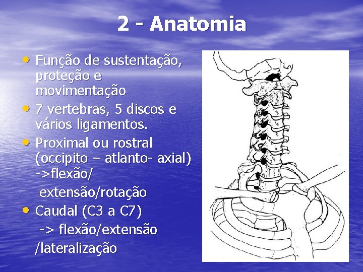 2 - Anatomia • Função de sustentação, • • • proteção e movimentação 7