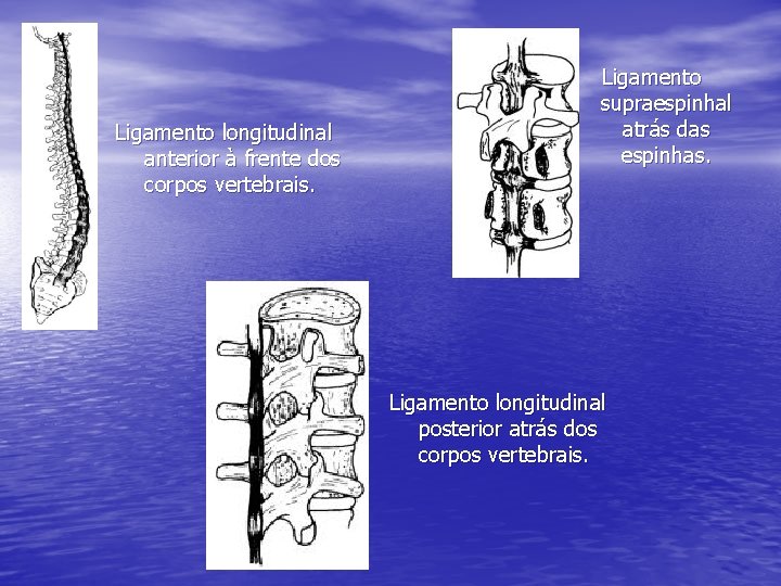 Ligamento longitudinal anterior à frente dos corpos vertebrais. Ligamento supraespinhal atrás das espinhas. Ligamento