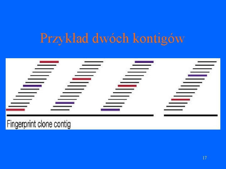 Przykład dwóch kontigów 17 