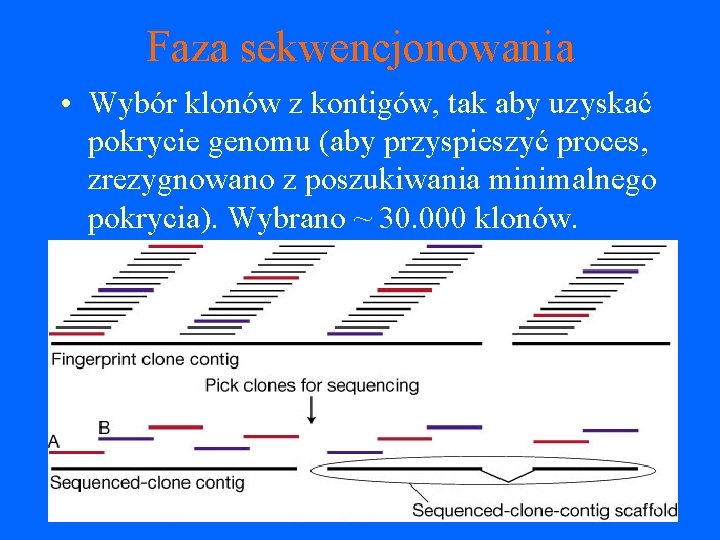 Faza sekwencjonowania • Wybór klonów z kontigów, tak aby uzyskać pokrycie genomu (aby przyspieszyć