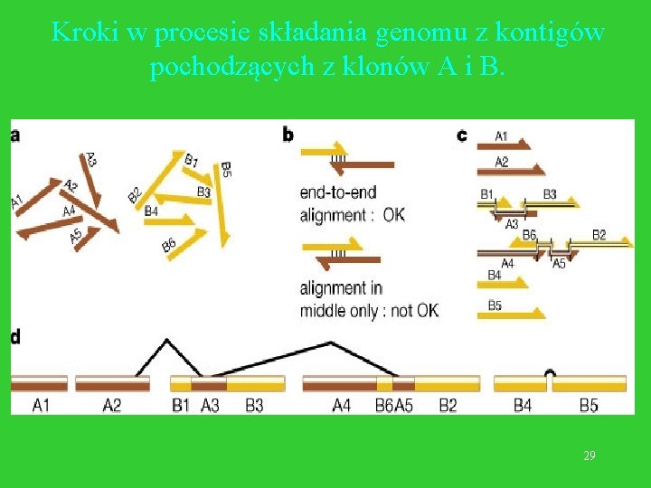 Kroki w procesie składania genomu z kontigów pochodzących z klonów A i B. 29