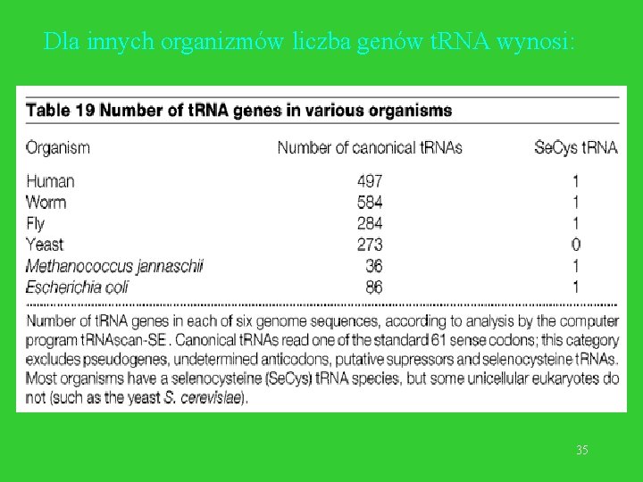Dla innych organizmów liczba genów t. RNA wynosi: 35 
