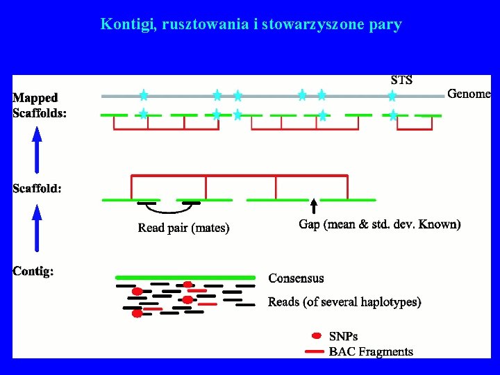 Kontigi, rusztowania i stowarzyszone pary 52 