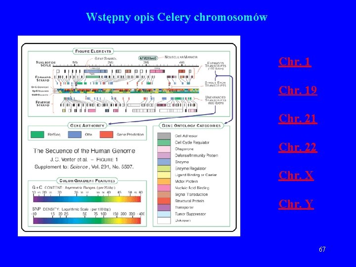 Wstępny opis Celery chromosomów Chr. 19 Chr. 21 Chr. 22 Chr. X Chr. Y