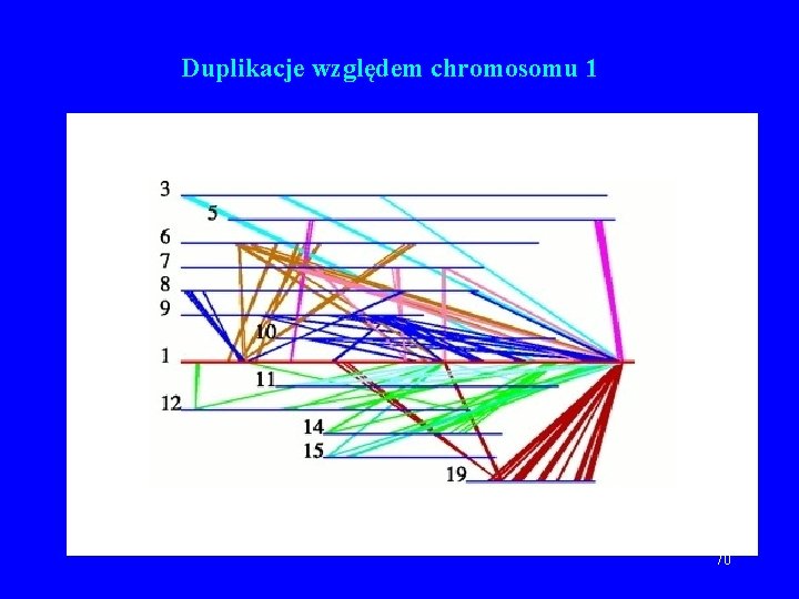 Duplikacje względem chromosomu 1 70 