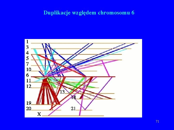 Duplikacje względem chromosomu 6 71 