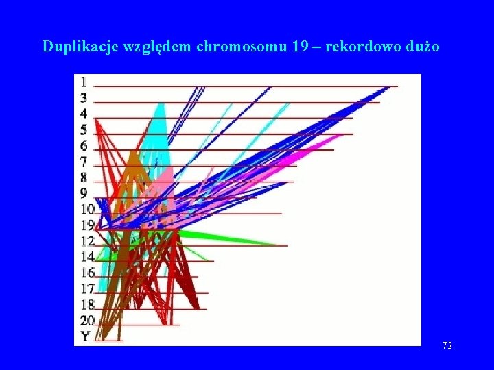 Duplikacje względem chromosomu 19 – rekordowo dużo 72 