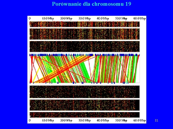 Porównanie dla chromosomu 19 81 Porównanie dla chromosomu 19 81