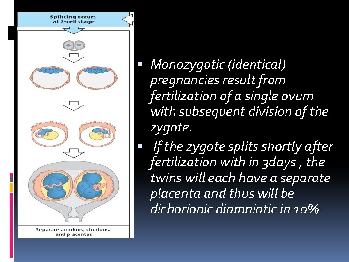 Monozygotic (identical) pregnancies result from fertilization of a single ovum with subsequent division Monozygotic (identical) pregnancies result from fertilization of a single ovum with subsequent division