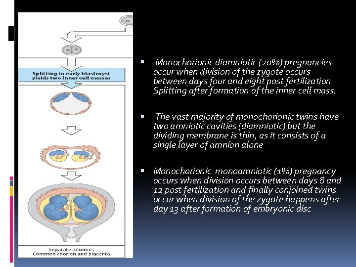 Monochorionic diamniotic (20%) pregnancies occur when division of the zygote occurs between days Monochorionic diamniotic (20%) pregnancies occur when division of the zygote occurs between days