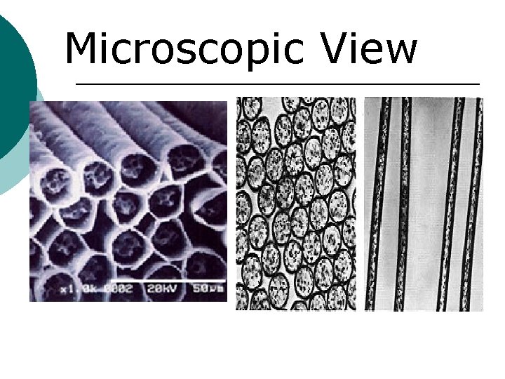 Microscopic View 