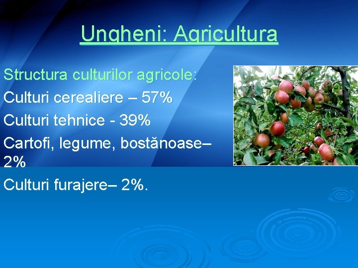 Ungheni: Agricultura Structura culturilor agricole: Culturi cerealiere – 57% Culturi tehnice - 39% Cartofi,