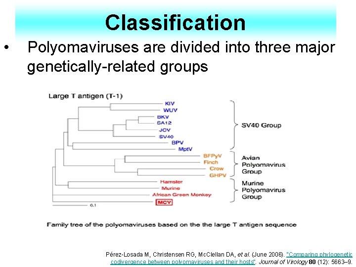 Classification • Polyomaviruses are divided into three major genetically-related groups Pérez-Losada M, Christensen RG,