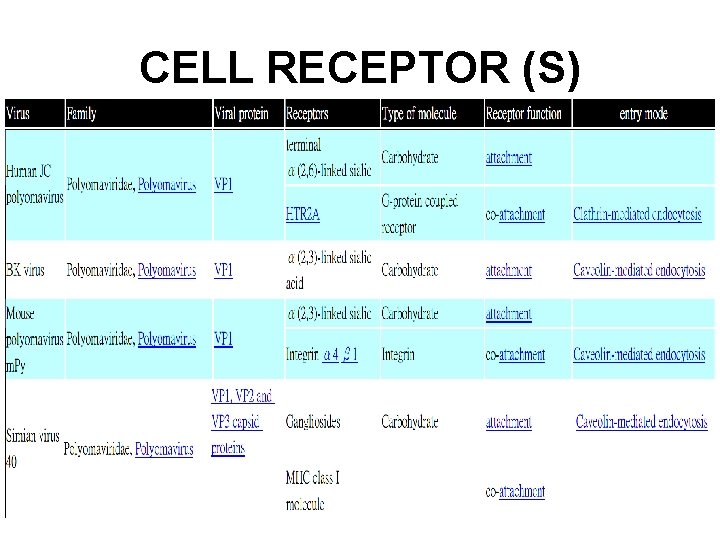 CELL RECEPTOR (S) 