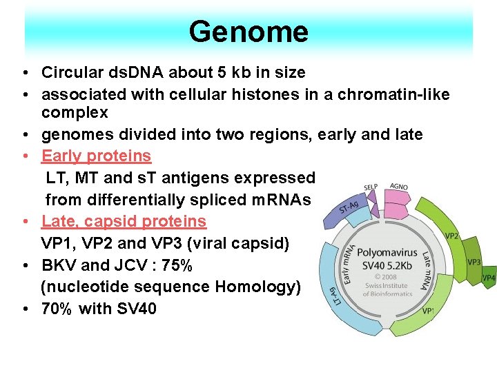 Genome • Circular ds. DNA about 5 kb in size • associated with cellular