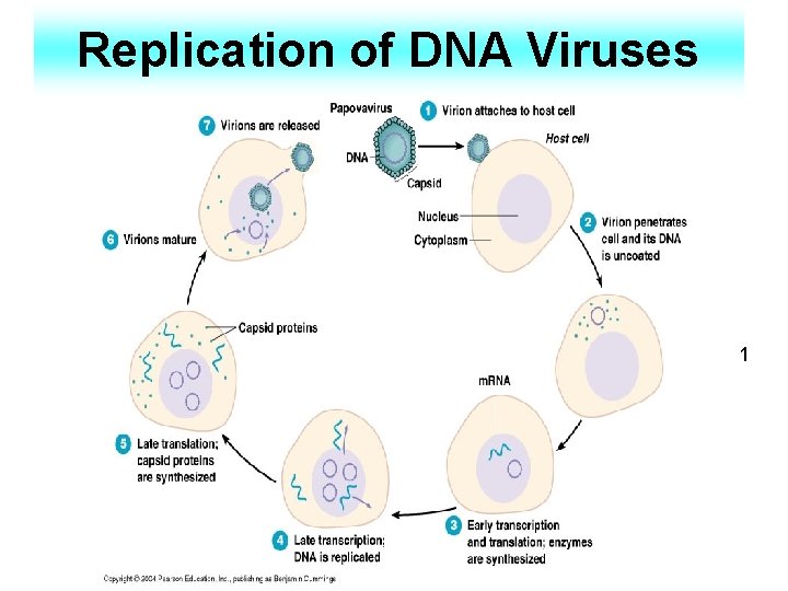 Replication of DNA Viruses 1 