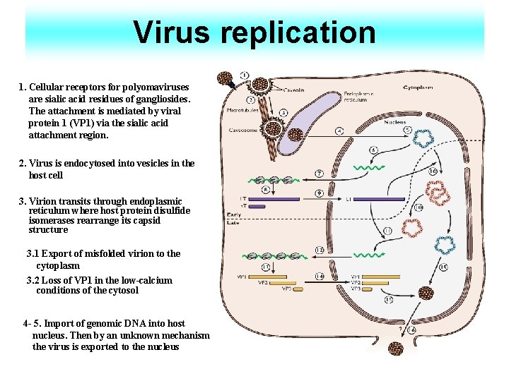 Virus replication 1. Cellular receptors for polyomaviruses are sialic acid residues of gangliosides. The