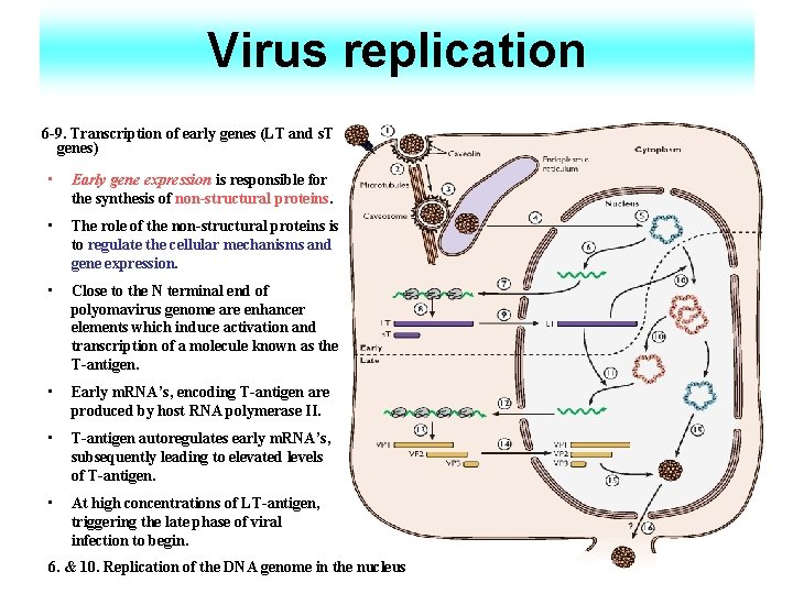 Virus replication 6 -9. Transcription of early genes (LT and s. T genes) •