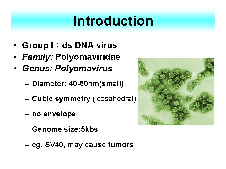Introduction • Group I：ds DNA virus • Family: Polyomaviridae • Genus: Polyomavirus – Diameter: