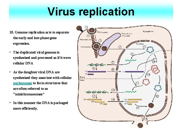 Virus replication 10. Genome replication acts to separate the early and late phase gene