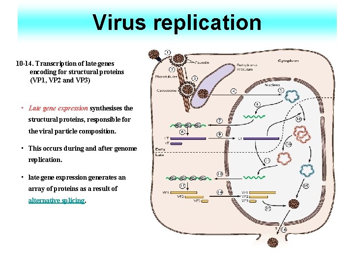 Virus replication 10 -14. Transcription of late genes encoding for structural proteins (VP 1,