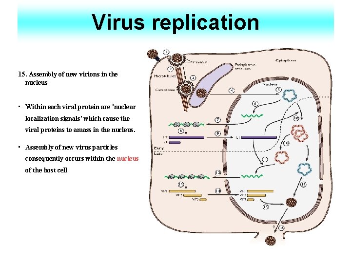 Virus replication 15. Assembly of new virions in the nucleus • Within each viral
