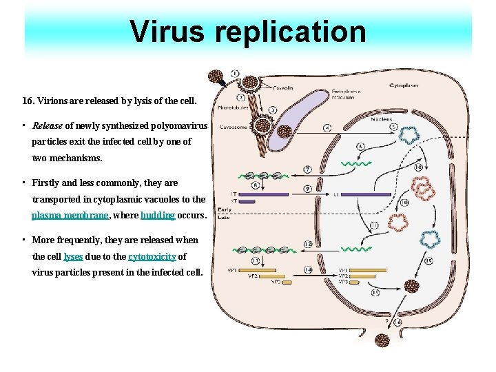 Virus replication 16. Virions are released by lysis of the cell. • Release of