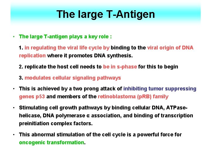 The large T-Antigen • The large T-antigen plays a key role : 1. in