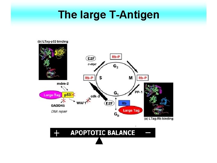 The large T-Antigen 