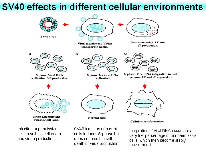 SV 40 effects in different cellular environments Infection of permissive cells results in cell