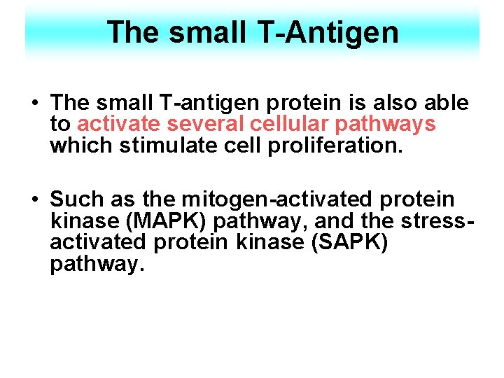 The small T-Antigen • The small T-antigen protein is also able to activate several