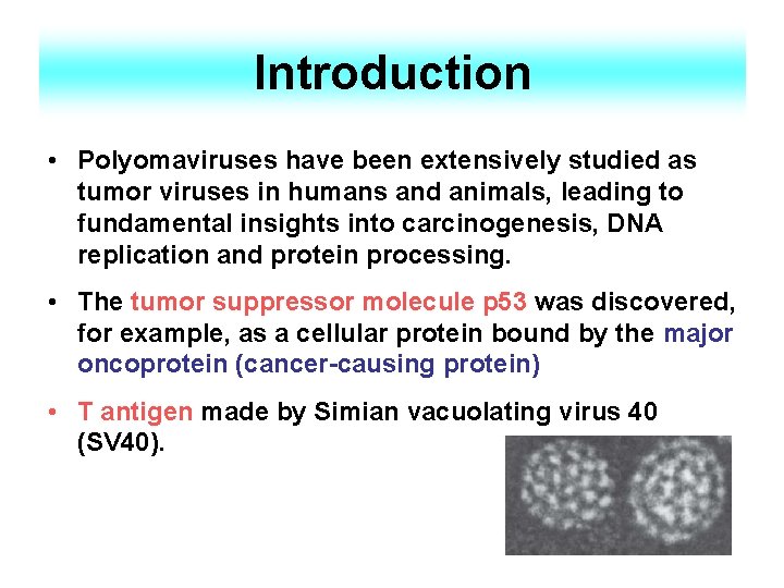 Introduction • Polyomaviruses have been extensively studied as tumor viruses in humans and animals,
