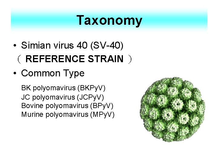 Taxonomy • Simian virus 40 (SV-40) （ REFERENCE STRAIN ） • Common Type BK