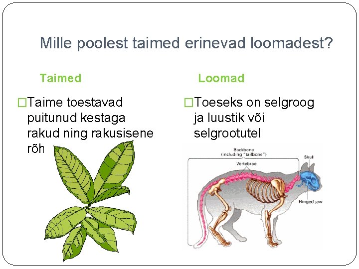 Mille poolest taimed erinevad loomadest? Taimed �Taime toestavad puitunud kestaga rakud ning rakusisene rõhk