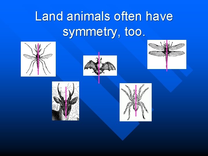 Land animals often have symmetry, too. 