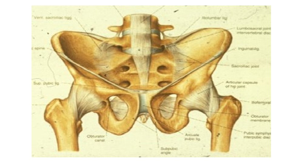 PELVIS PREPARED BY Mrs Sidra hasan PUBIC SYMPHYSIS